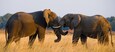 Two elephants playing with each other. Zambia. Lower Zambezi National Park. Zambezi River. An excellent illustration.