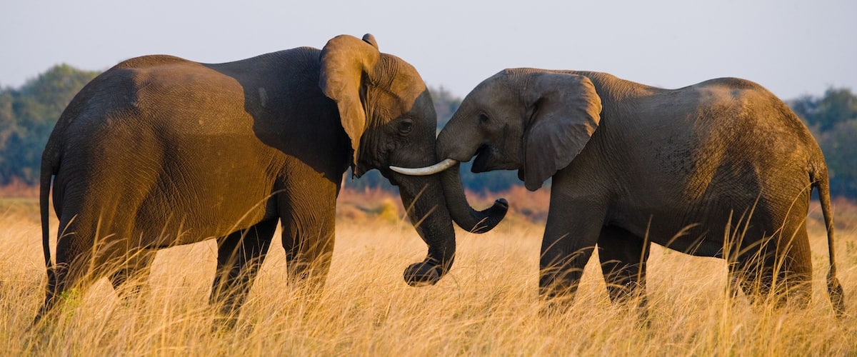 Two elephants in a grassy field with a clear sky.