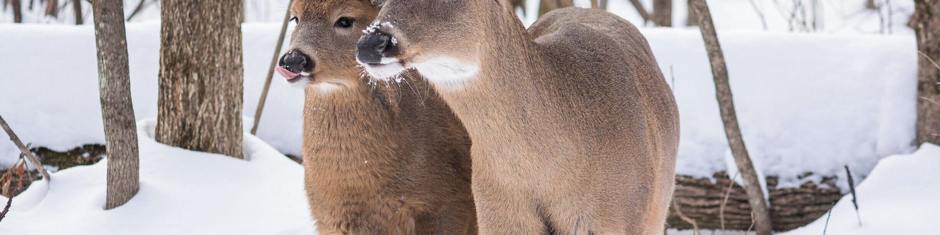 With nearly 20 kilometers of bike paths, hiking trails and cross-country skiing, Michel Chartrand Park is a nice regional park with fascinating flora and fauna to discover.
And if you are lucky enough, you might encounter some of the deers that live free in the park. :)
#WinterWonders #lifeatexpedia