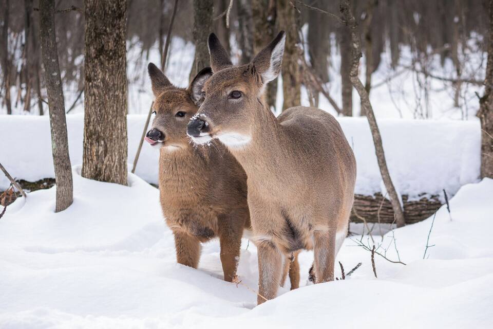 Two deer in a snowy forest with bare trees.