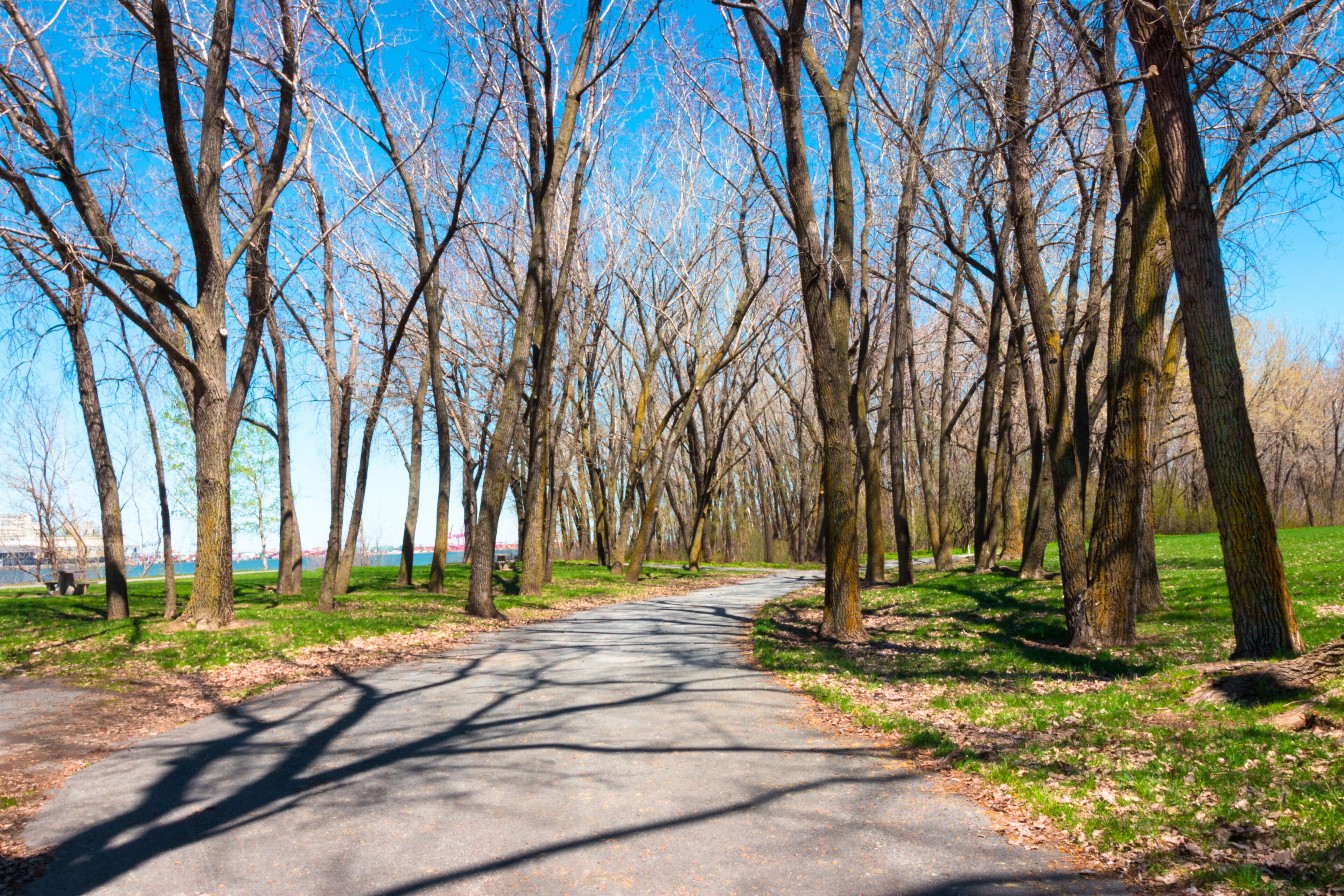 A tree-lined pathway in a park with a clear sky.