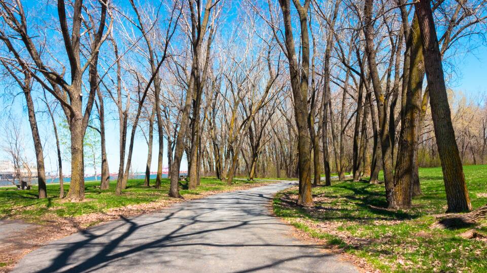 A tree-lined pathway in a park with a clear sky.