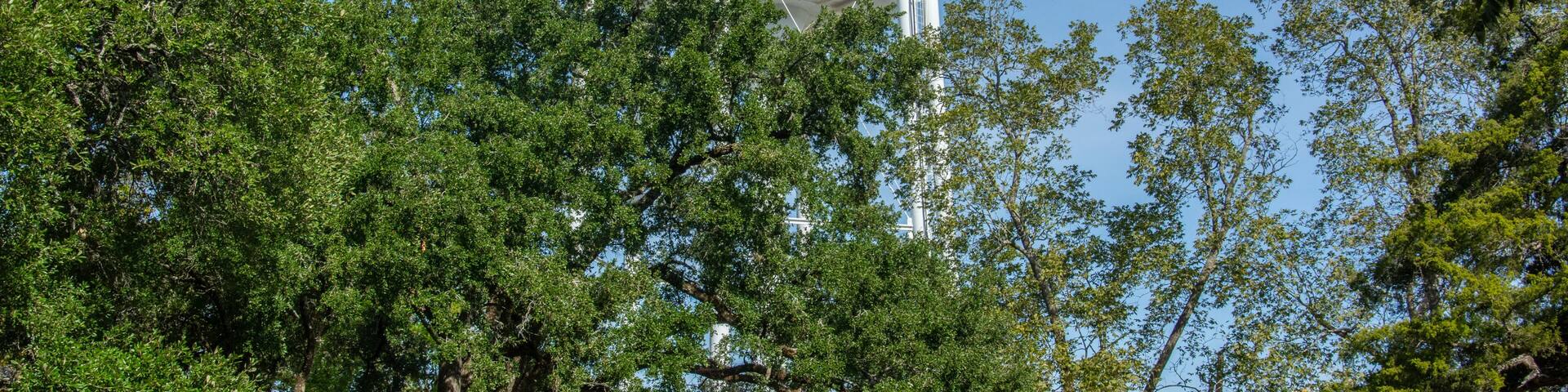 Livingston water tower seen behind the trees in Polk County, Texas, United States
