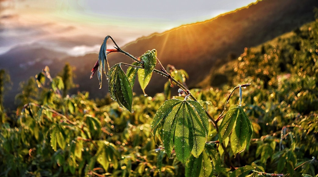 Such a treat it was to witness such heartwarming sunrise at Tiger Hill , Darjeeling !
#bruisedpassports