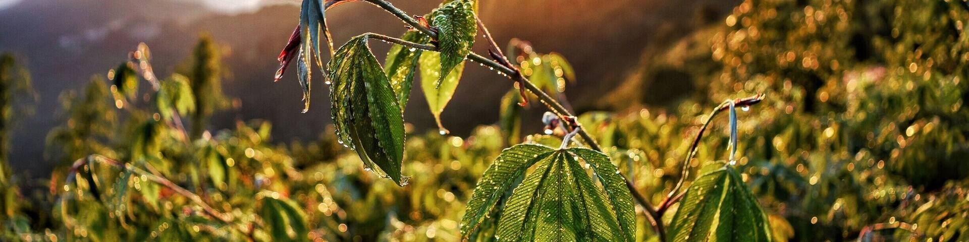 Such a treat it was to witness such heartwarming sunrise at Tiger Hill , Darjeeling !
#bruisedpassports