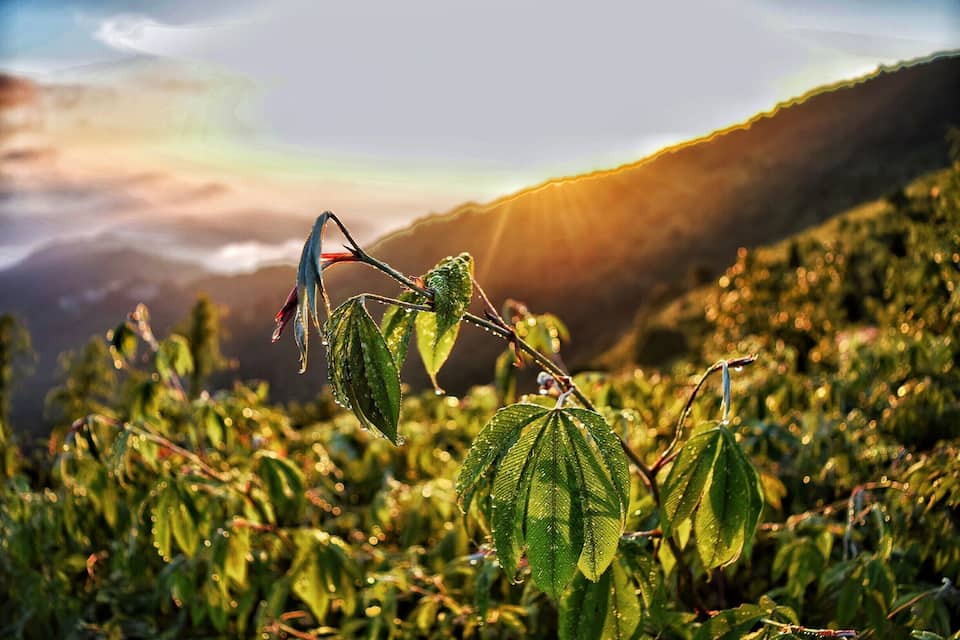 Rama con hojas verdes y gotas de rocío en un paisaje montañoso con luz solar.