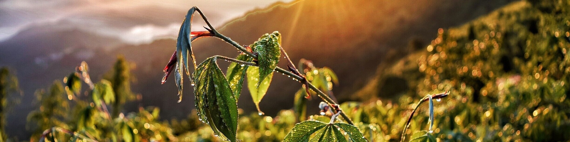 Such a treat it was to witness such heartwarming sunrise at Tiger Hill , Darjeeling !
#bruisedpassports