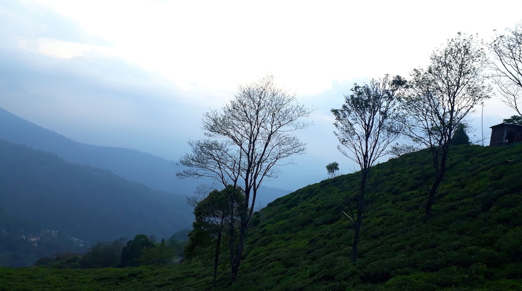 Tea Gardens of Darjeeling has its own Beauty and this pic was taken in the Evening and it was a Wonderful Photographic Experience.