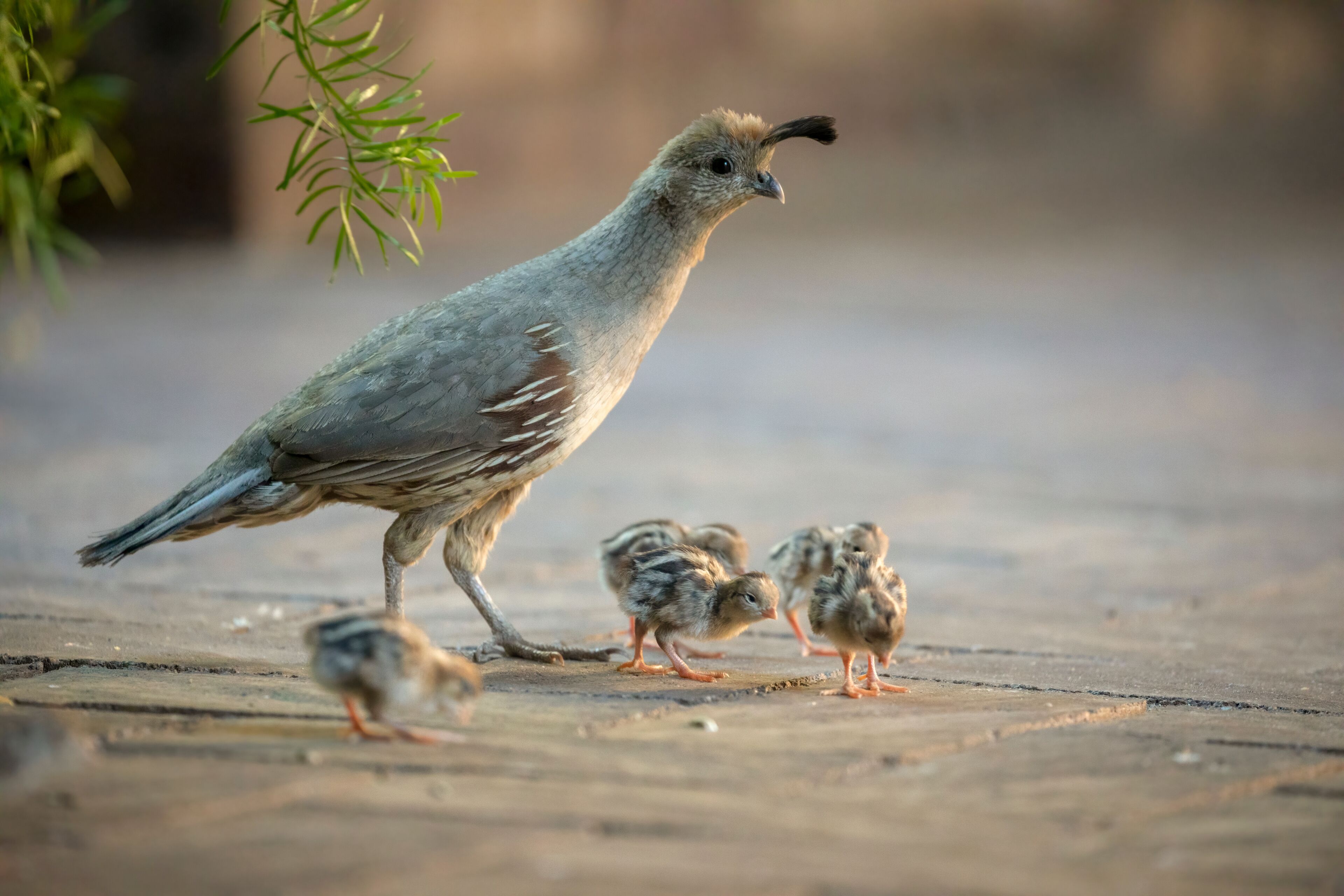 USA, Arizona, Buckeye. Mother Gambel's quail and newly hatched chicks.