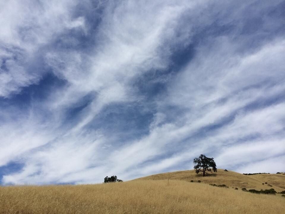 Combination of forest and chaparral, a beautiful place to hike. Down into a ravine, through woods (look for banana slugs) and back up the hill through open fields. We spotted wild turkeys and several raptors.