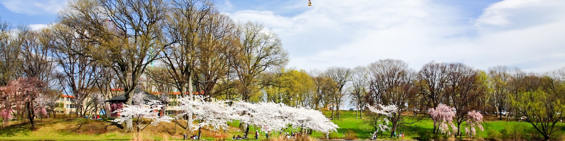 The Cherry Blossom Festival in New Jersey