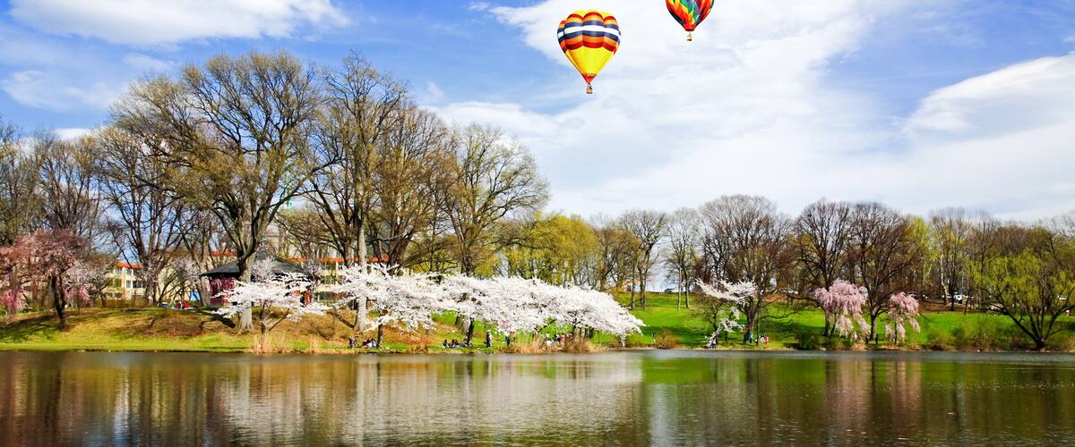 A park with a lake, cherry blossoms, and hot air balloons.