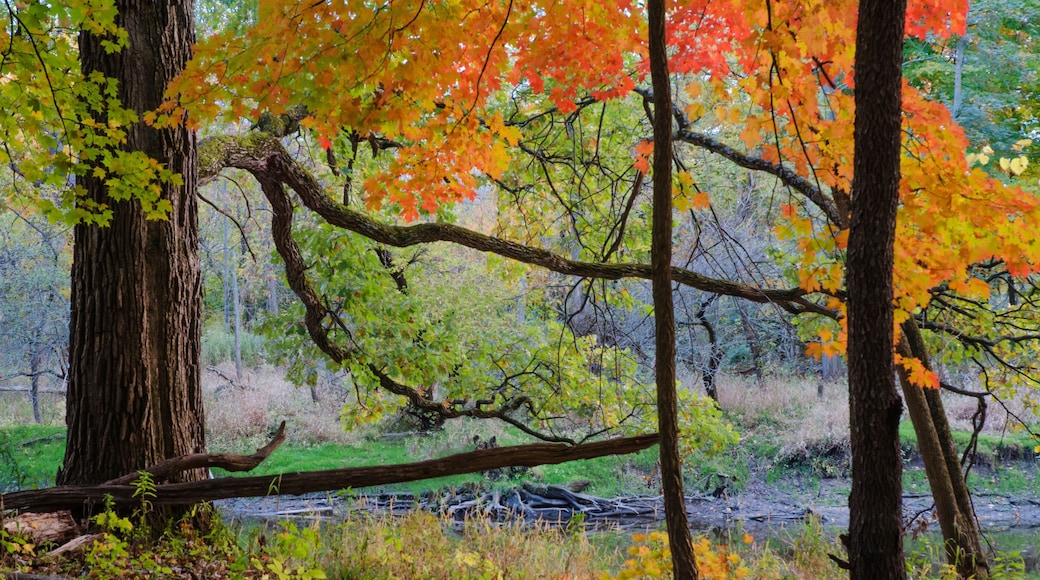 599-81 Ryerson Woods Autumn