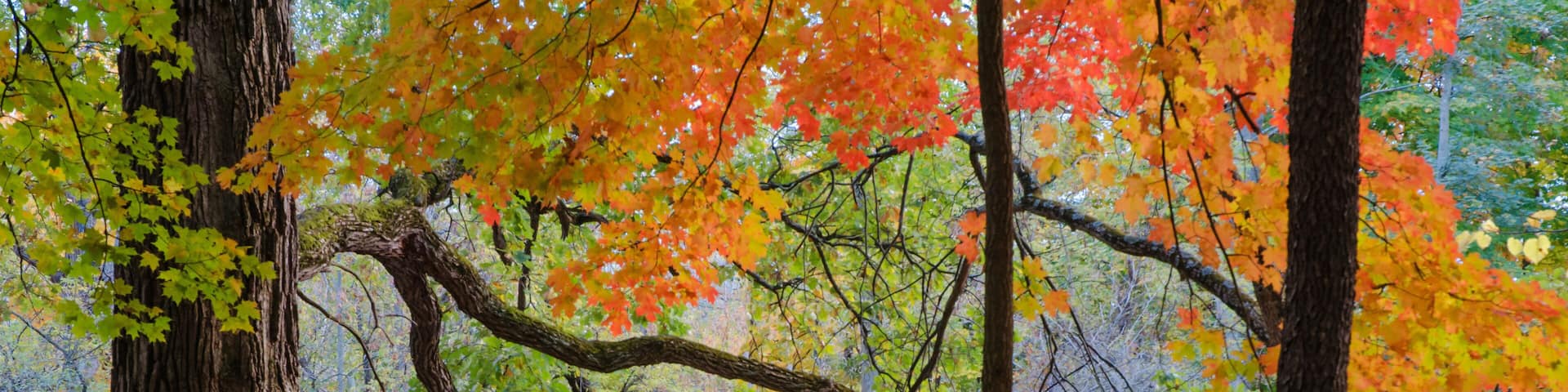 A forest with autumn-colored leaves, a fallen tree, and a stream.