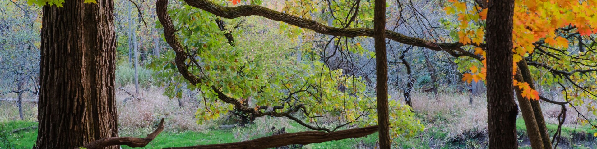 Un bosque con hojas de colores otoñales, un árbol caído y un arroyo.