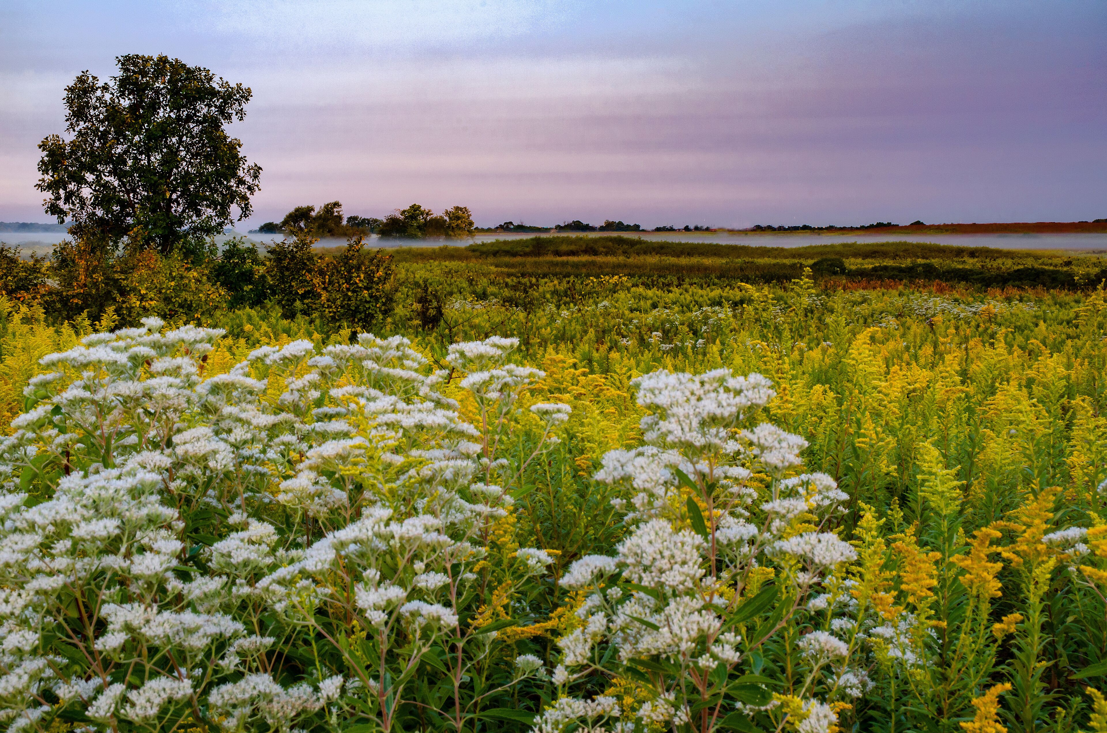 627-90 Boneset & Goldenrod Dawn