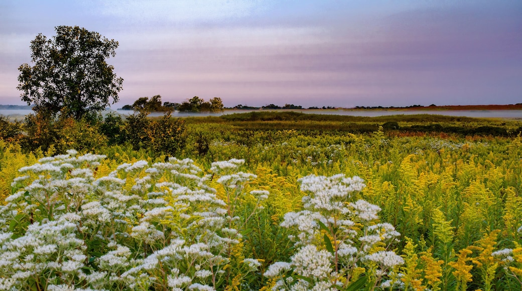 627-90 Boneset & Goldenrod Dawn