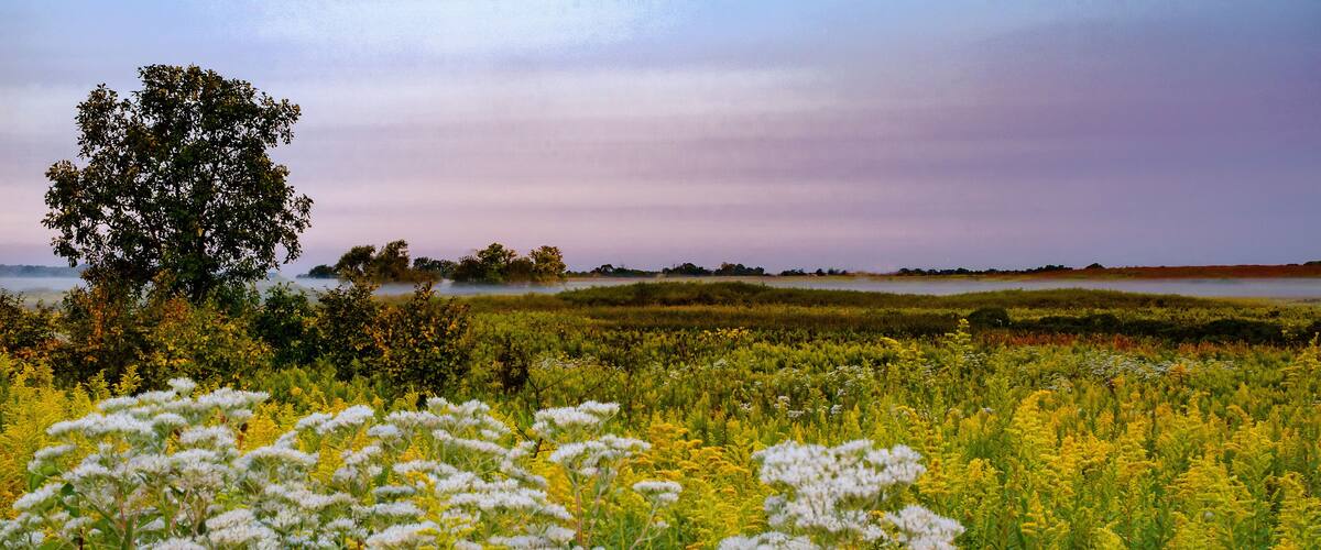 627-90 Boneset & Goldenrod Dawn