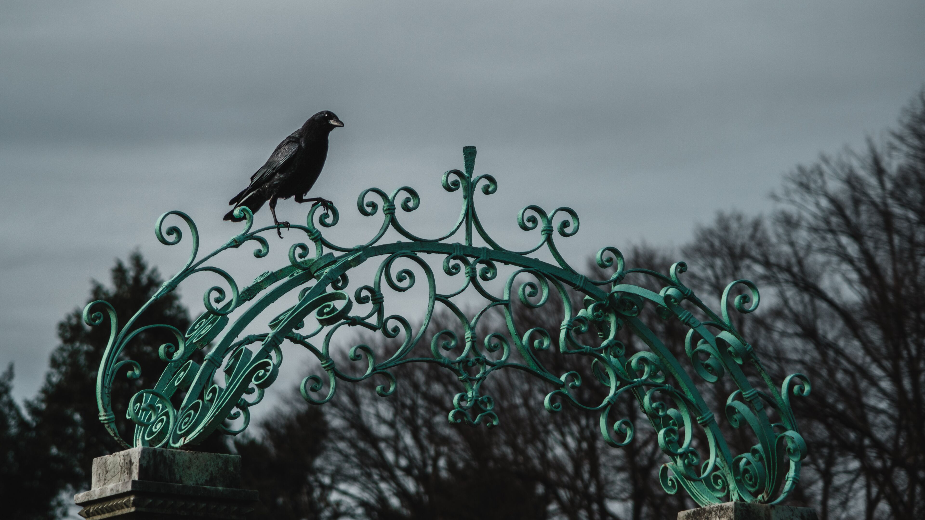 Crow perched on an ornate gate at Lyndhurst Mansion
