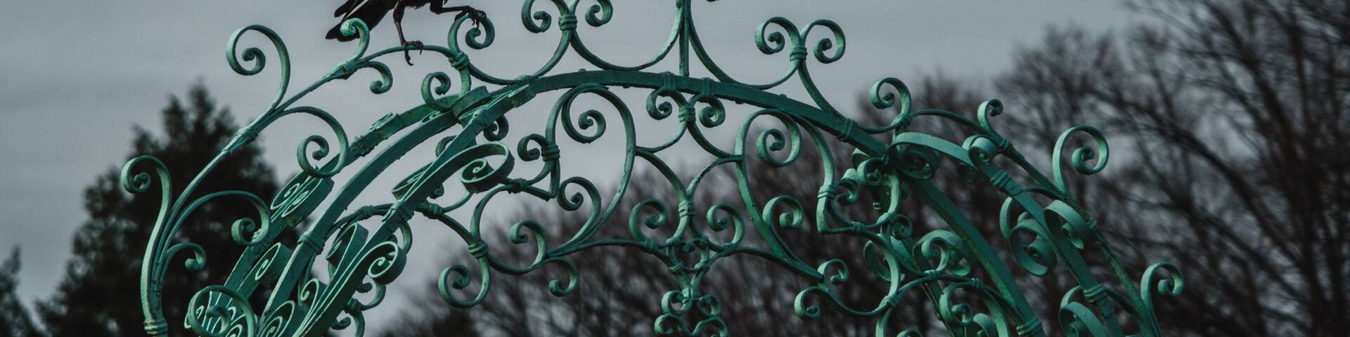 A black bird perched on a green wrought iron gate.