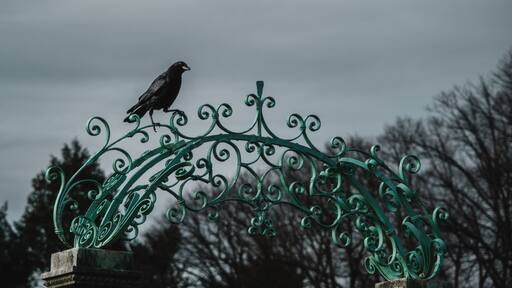 Crow perched on an ornate gate at Lyndhurst Mansion