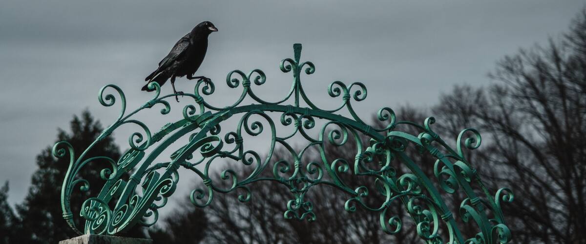 A black bird perched on a green wrought iron gate.