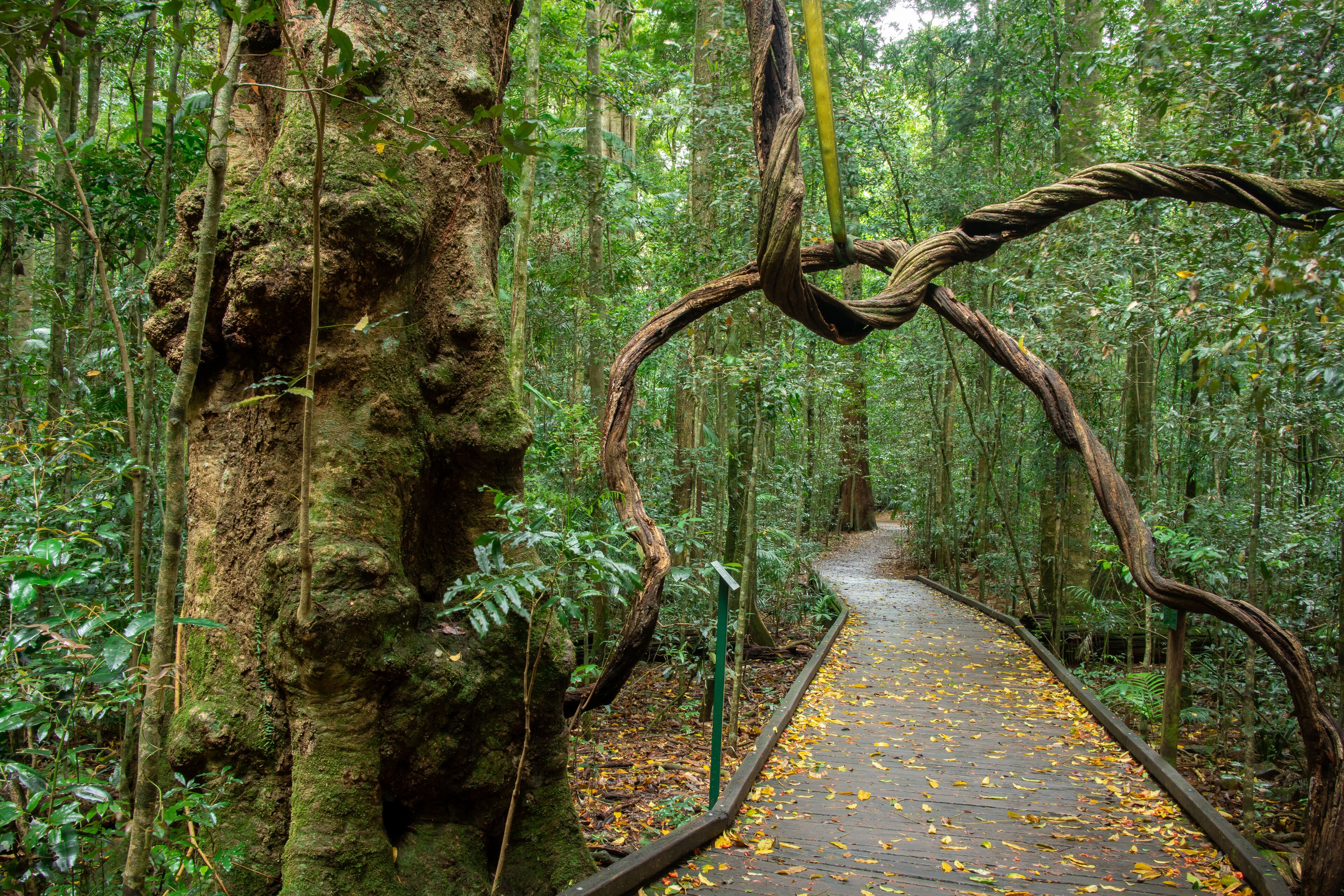 Rainforest walk at Mary Cairncross scenic reserve in Sunshine Coast
