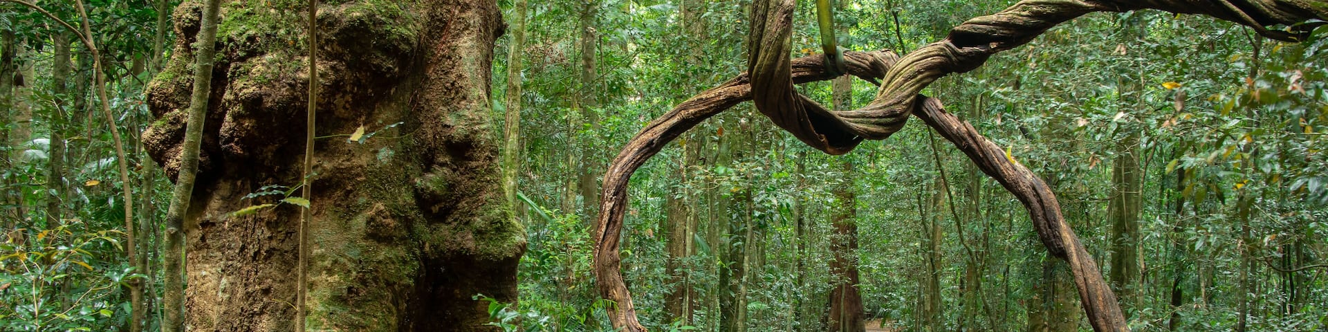 Rainforest walk at Mary Cairncross scenic reserve in Sunshine Coast