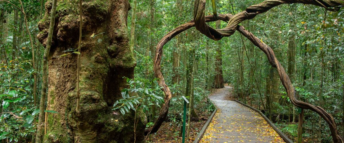 A wooden boardwalk through a dense forest with moss-covered trees and a twisted rope bridge.