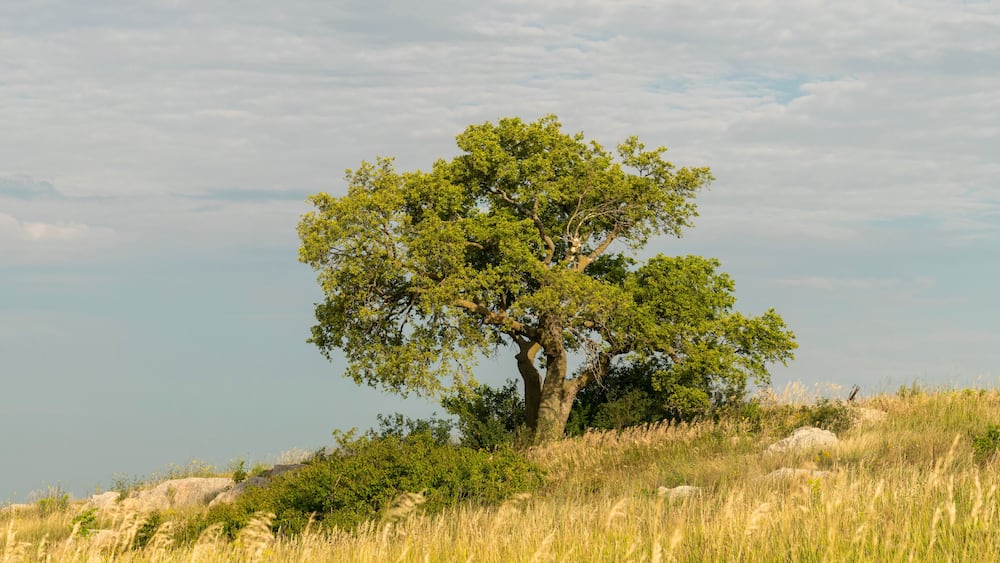 A solitary tree on a grassy hill with a clear sky.