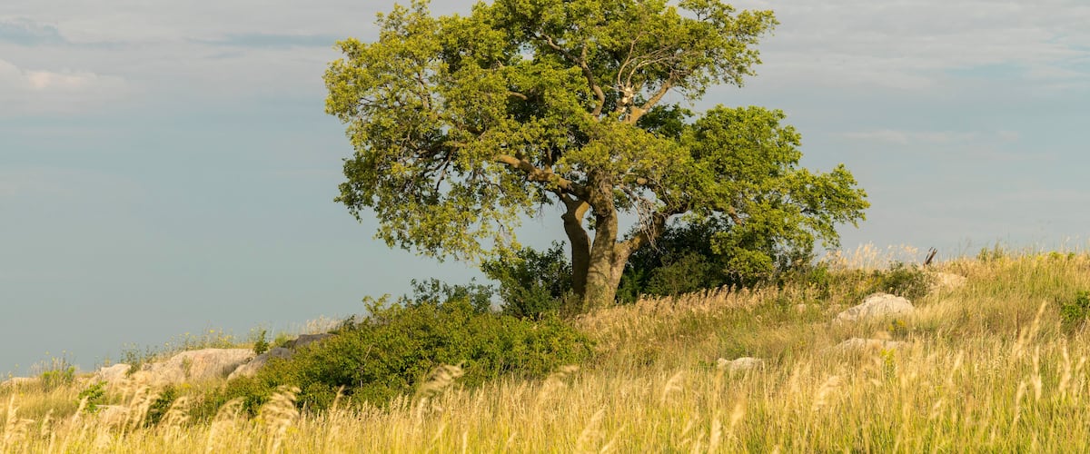Ein einzelner Baum auf einer grasbewachsenen Anhöhe unter wolkenlosem Himmel.