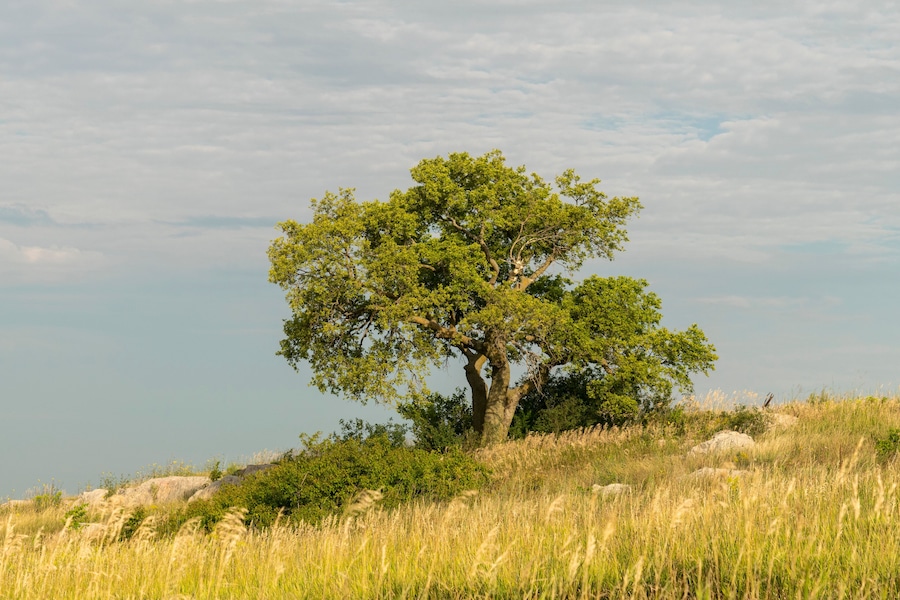 A solitary tree on a grassy hill with a clear sky.