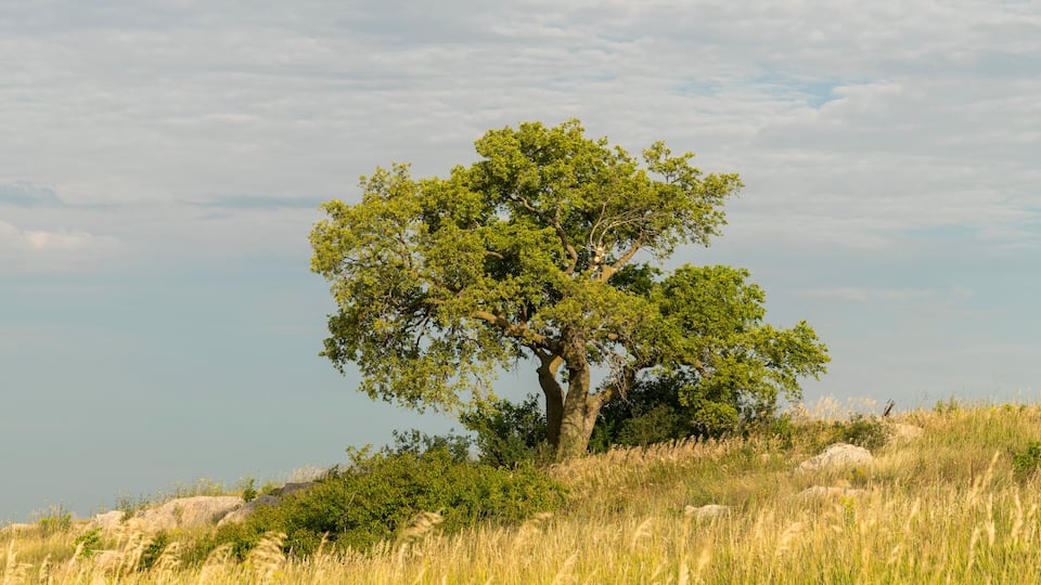 A solitary tree on a grassy hill with a clear sky.