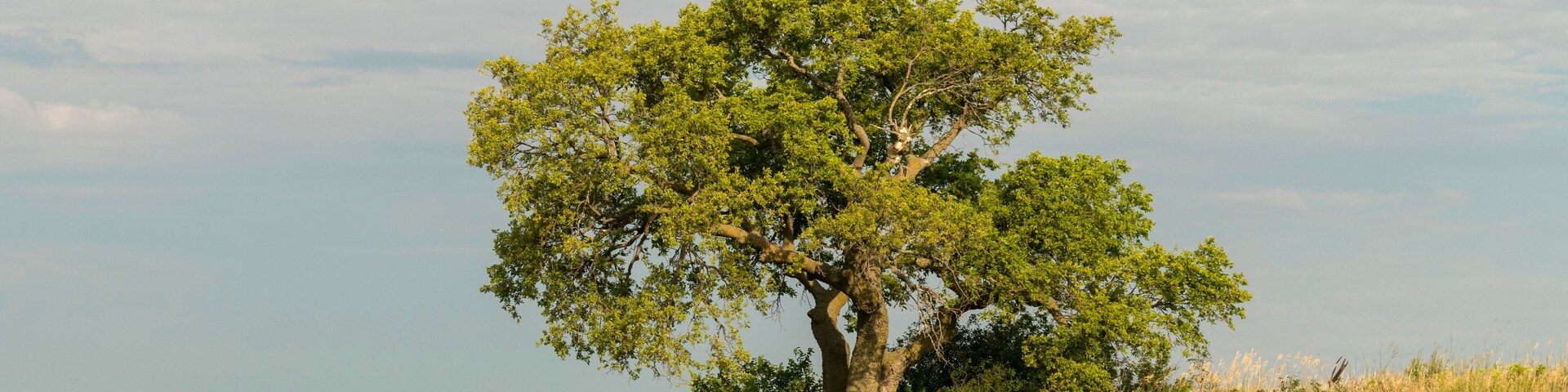 Un árbol solitario en una colina cubierta de hierba bajo un cielo despejado.