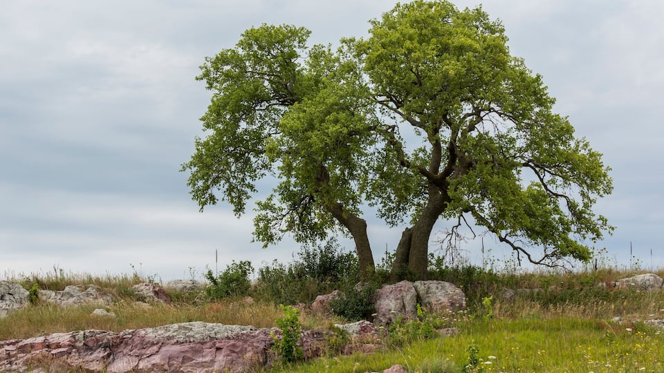 Two trees with green foliage on a grassy hill with rocks.