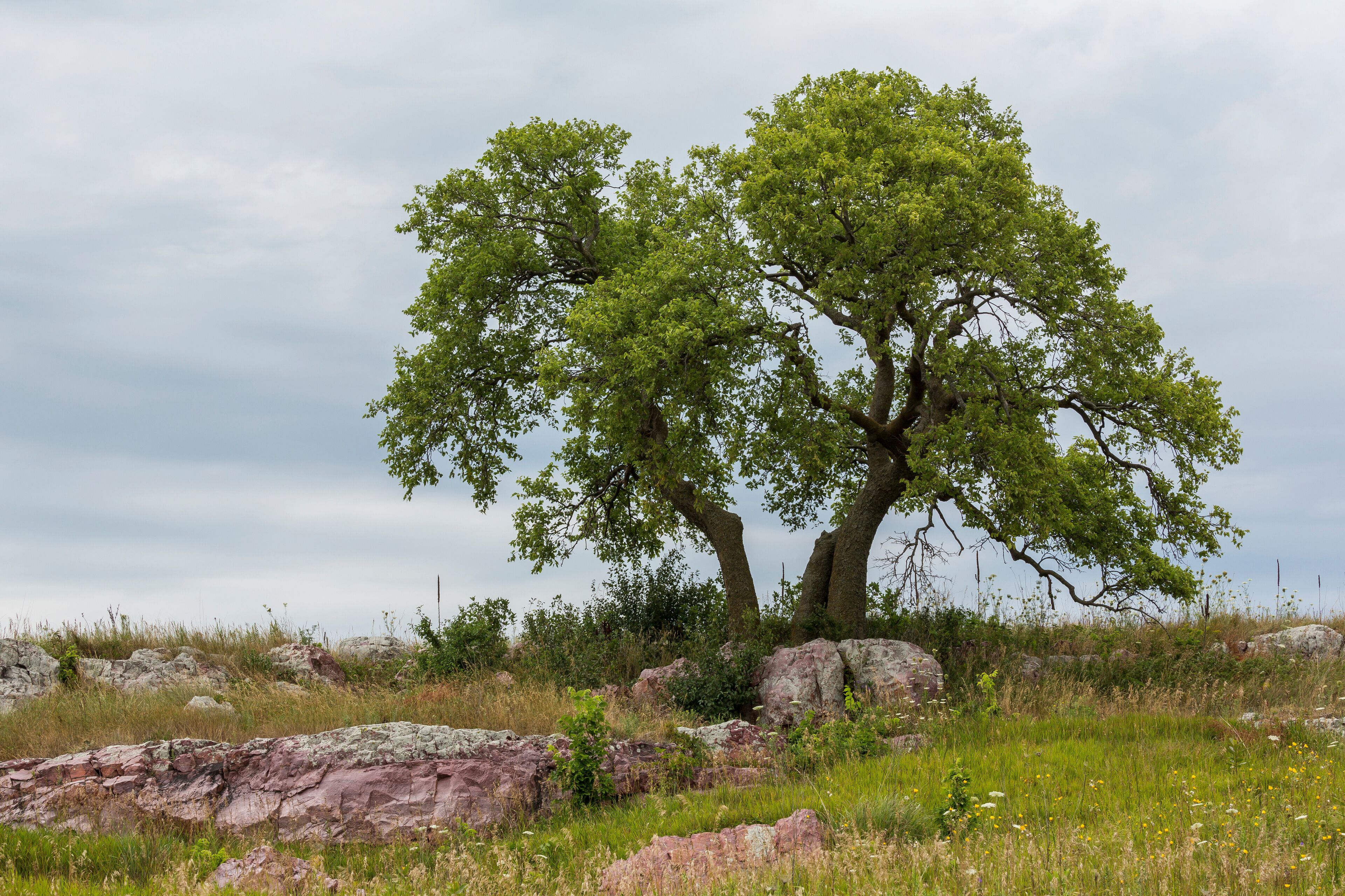 Two trees with green foliage on a grassy hill with rocks.