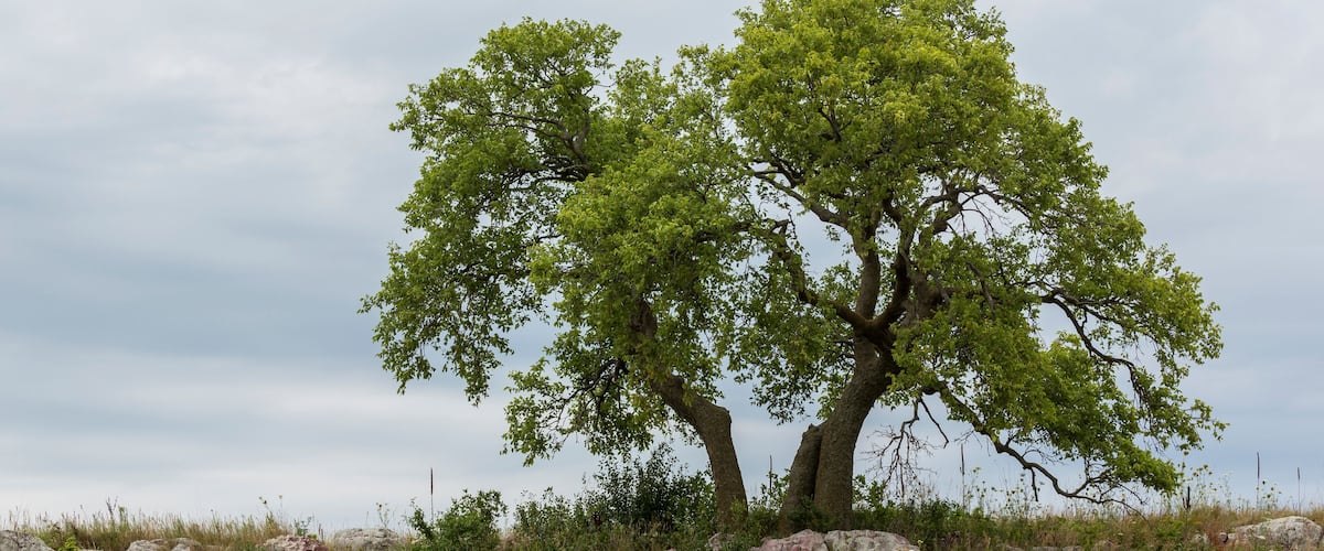 Two trees with green foliage on a grassy hill with rocks.