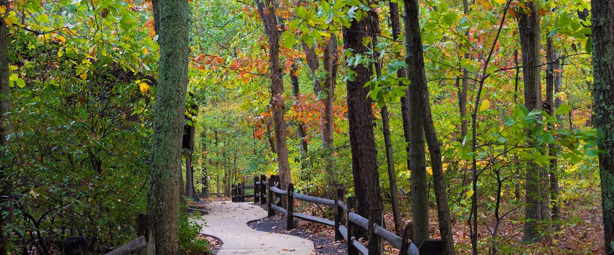 Trail in the Woods
