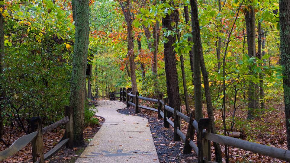A forest path with wooden railings, surrounded by trees with autumn foliage.