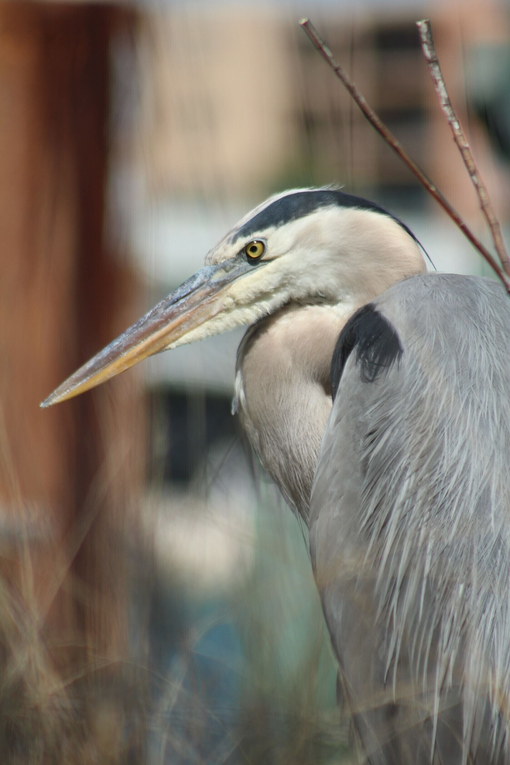 some of the local wildlife in Johns Pass - a grey heron
