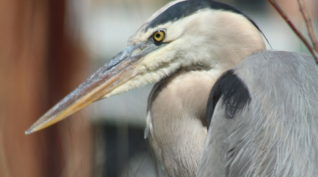 some of the local wildlife in Johns Pass - a grey heron