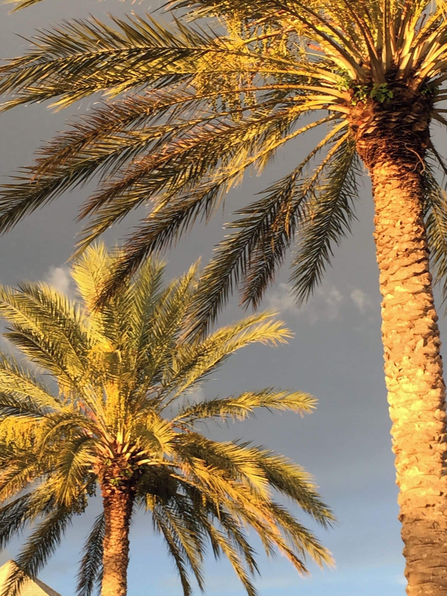 Beautiful palms line the street at John's Pass shopping area and the sun was hitting them just right as the sun went down.  The shops are plentiful, there's a couple of spots to grab dinner or a quick bite, a drink or ice cream while shopping.

