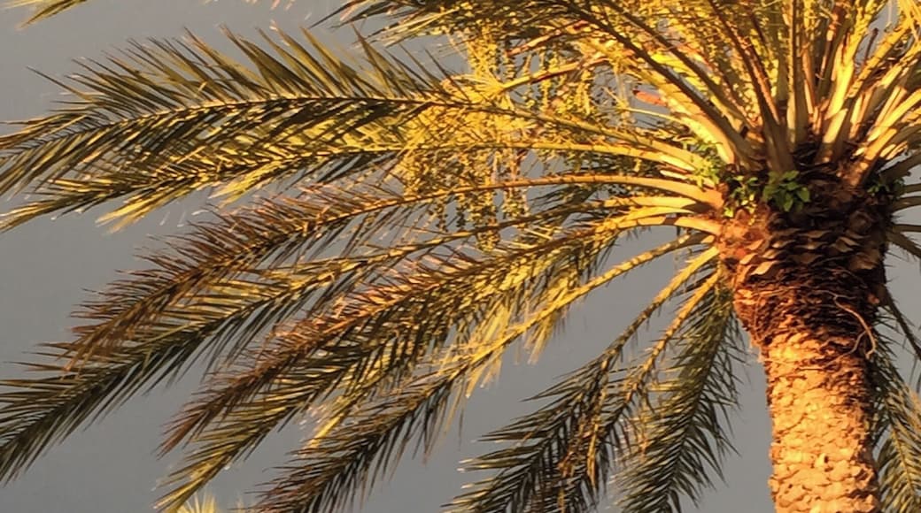 Beautiful palms line the street at John's Pass shopping area and the sun was hitting them just right as the sun went down. The shops are plentiful, there's a couple of spots to grab dinner or a quick bite, a drink or ice cream while shopping.