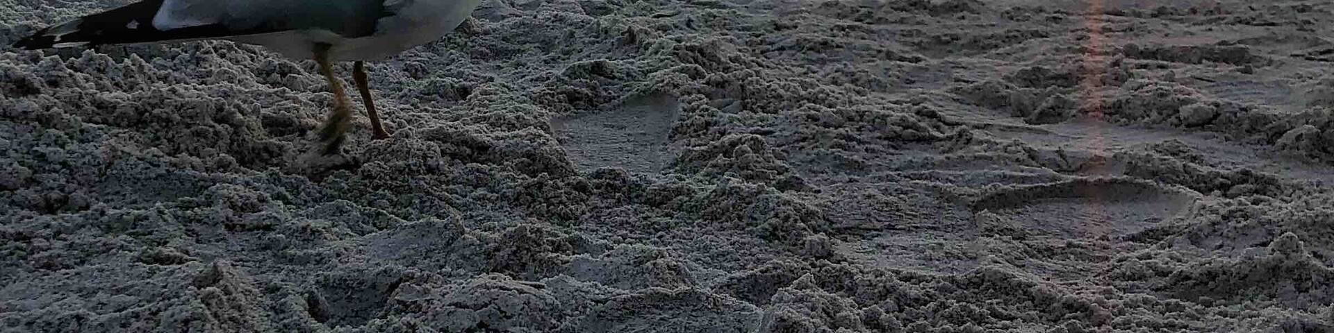 Beautiful sunset on Madeira Beach with the little gull just strolling along.