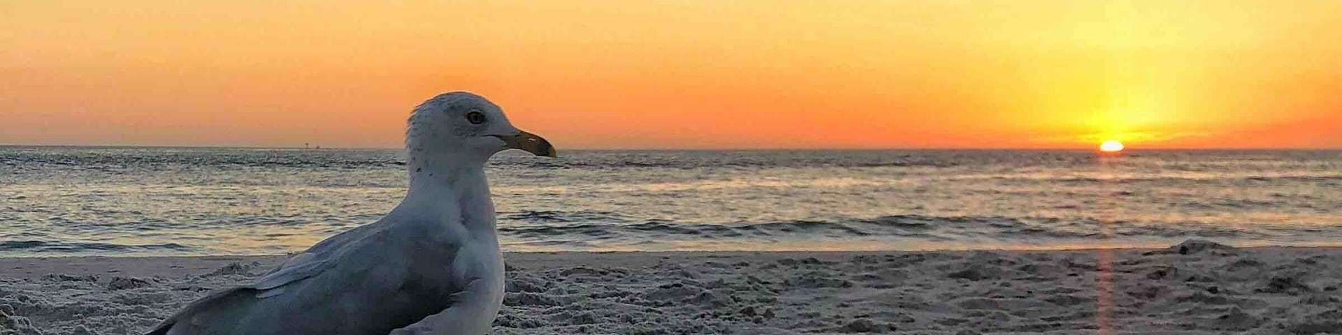 Beautiful sunset on Madeira Beach with the little gull just strolling along.