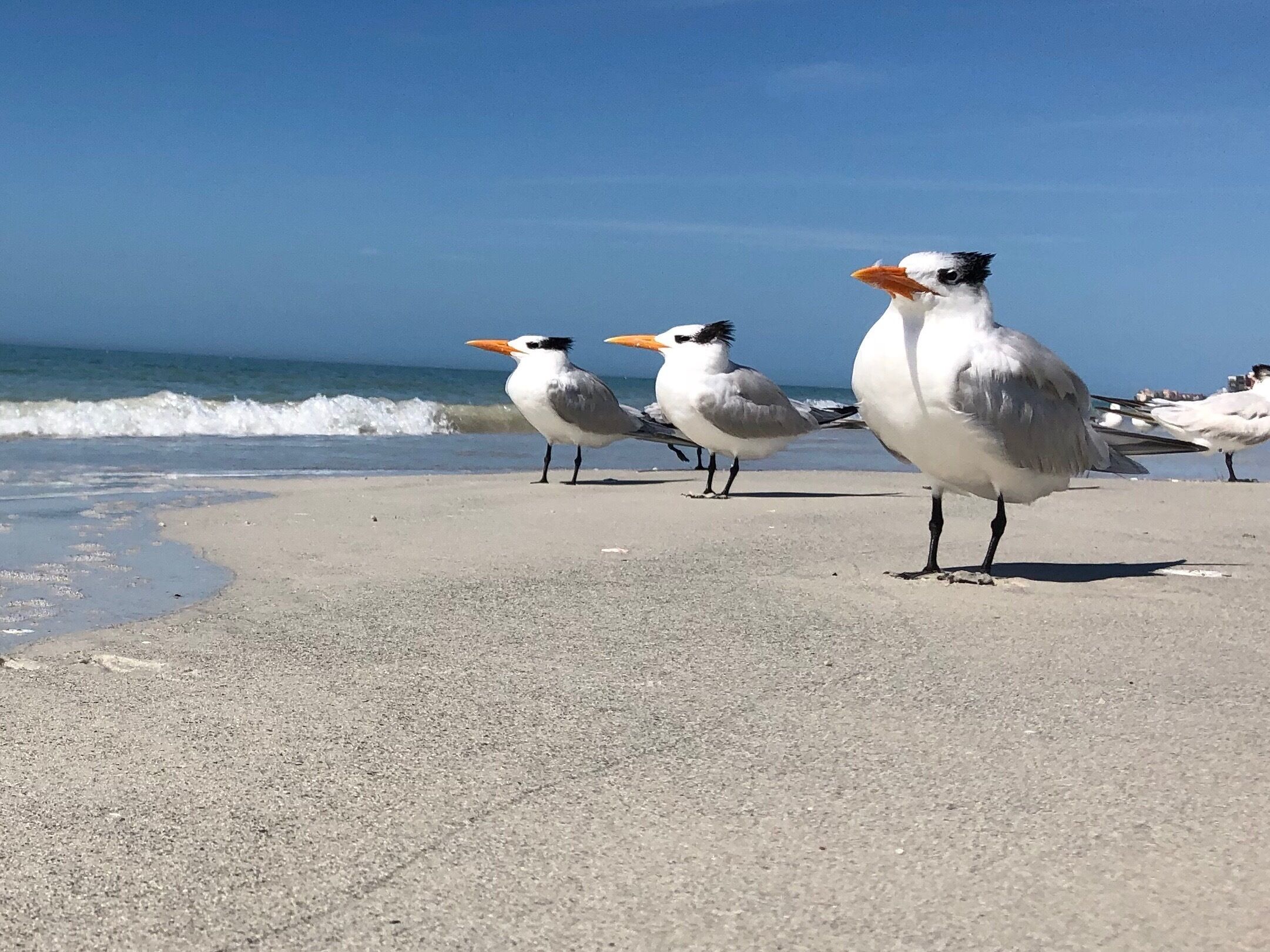 #wildlife
Taking our morning walk on Madeira Beach I couldn’t resist snapping these three stately looking guys or gals??!