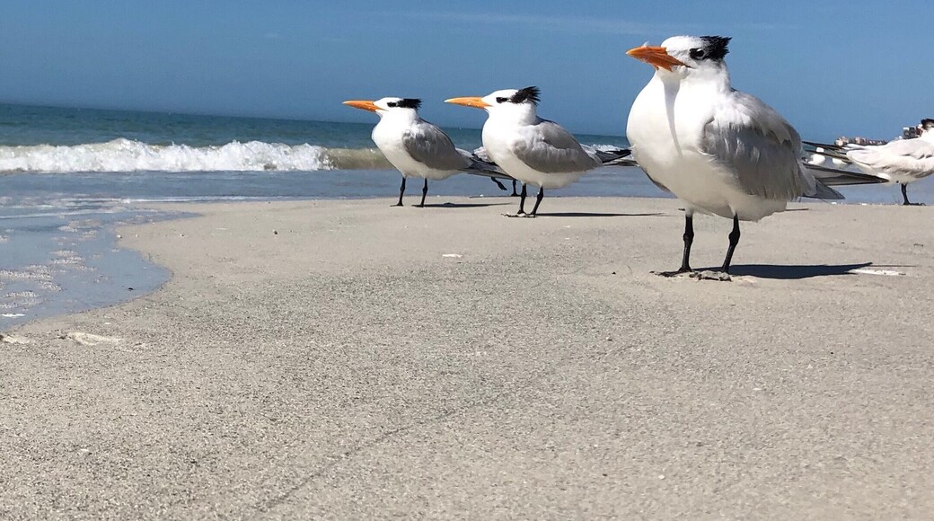 #wildlife
Taking our morning walk on Madeira Beach I couldn’t resist snapping these three stately looking guys or gals??!