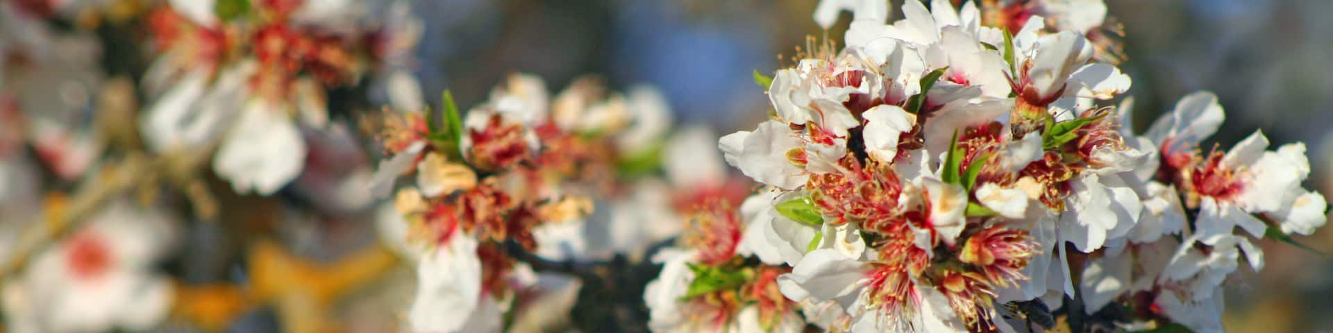 Almond Blossoms