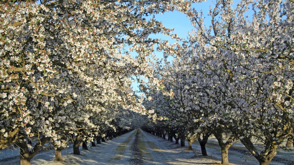 Almond Trees in Bloom