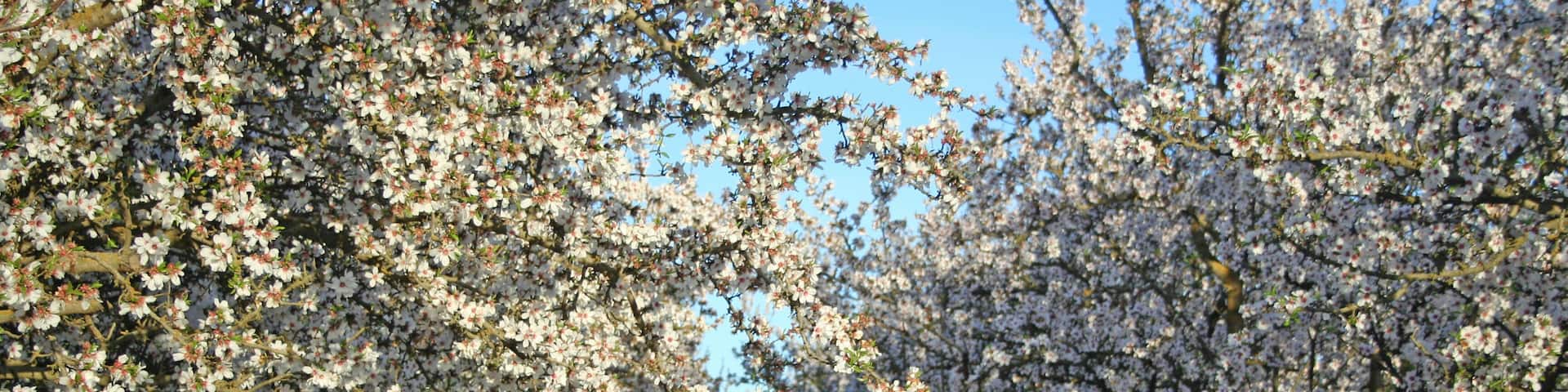 Almond Trees in Bloom
